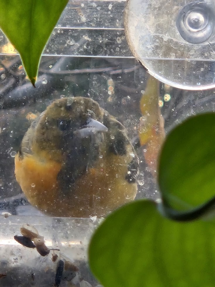 lundtrupial - ML645759999