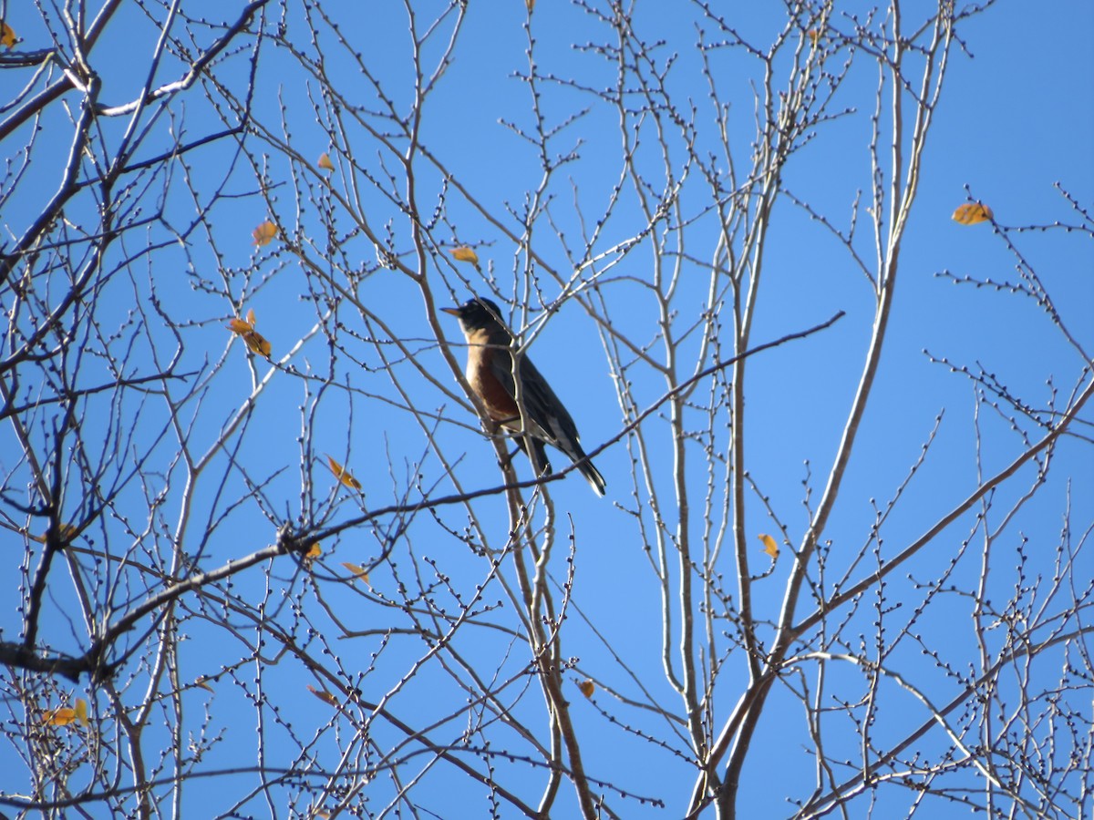 American Robin - ML645760000