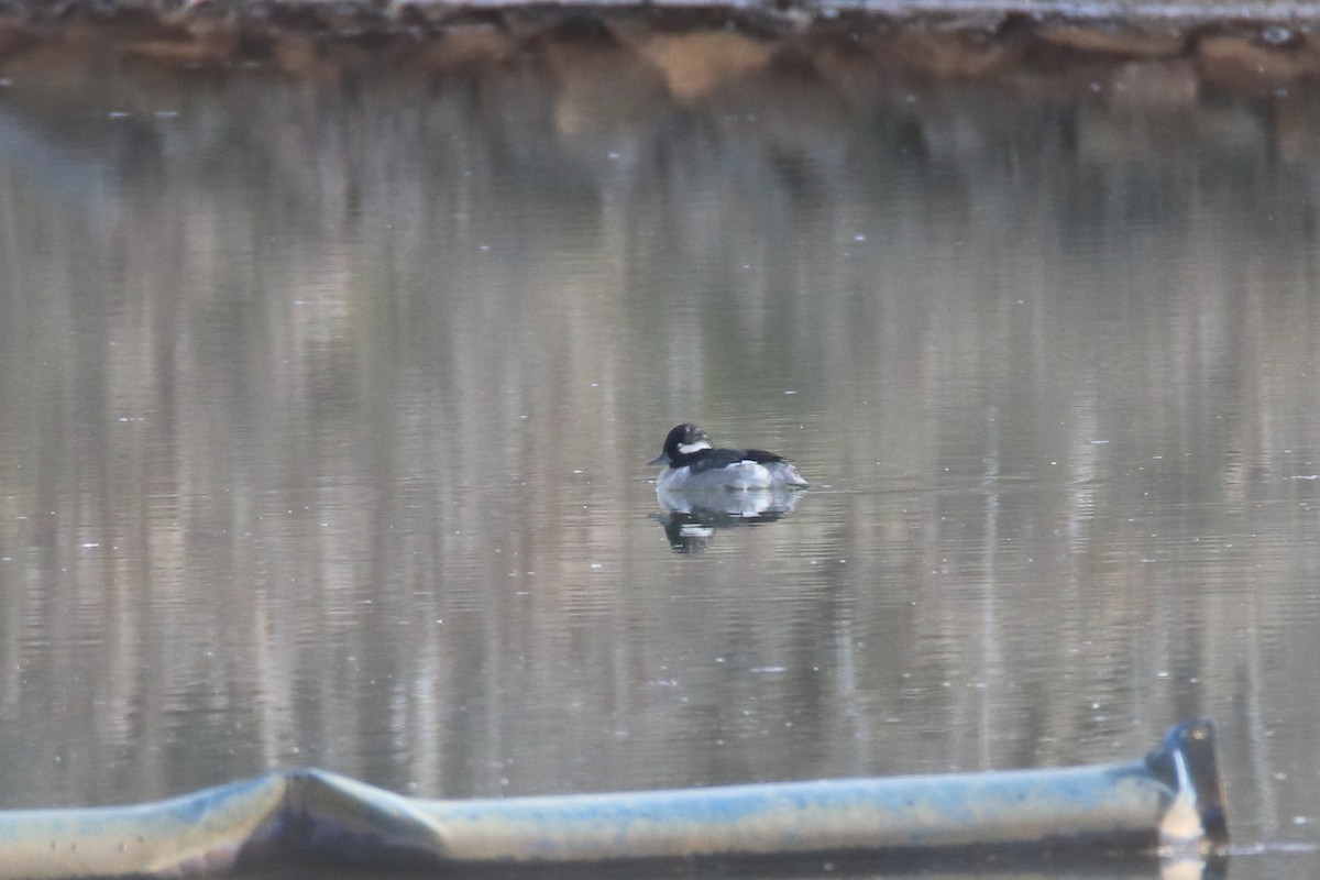 Гоголь малий - ML645760001