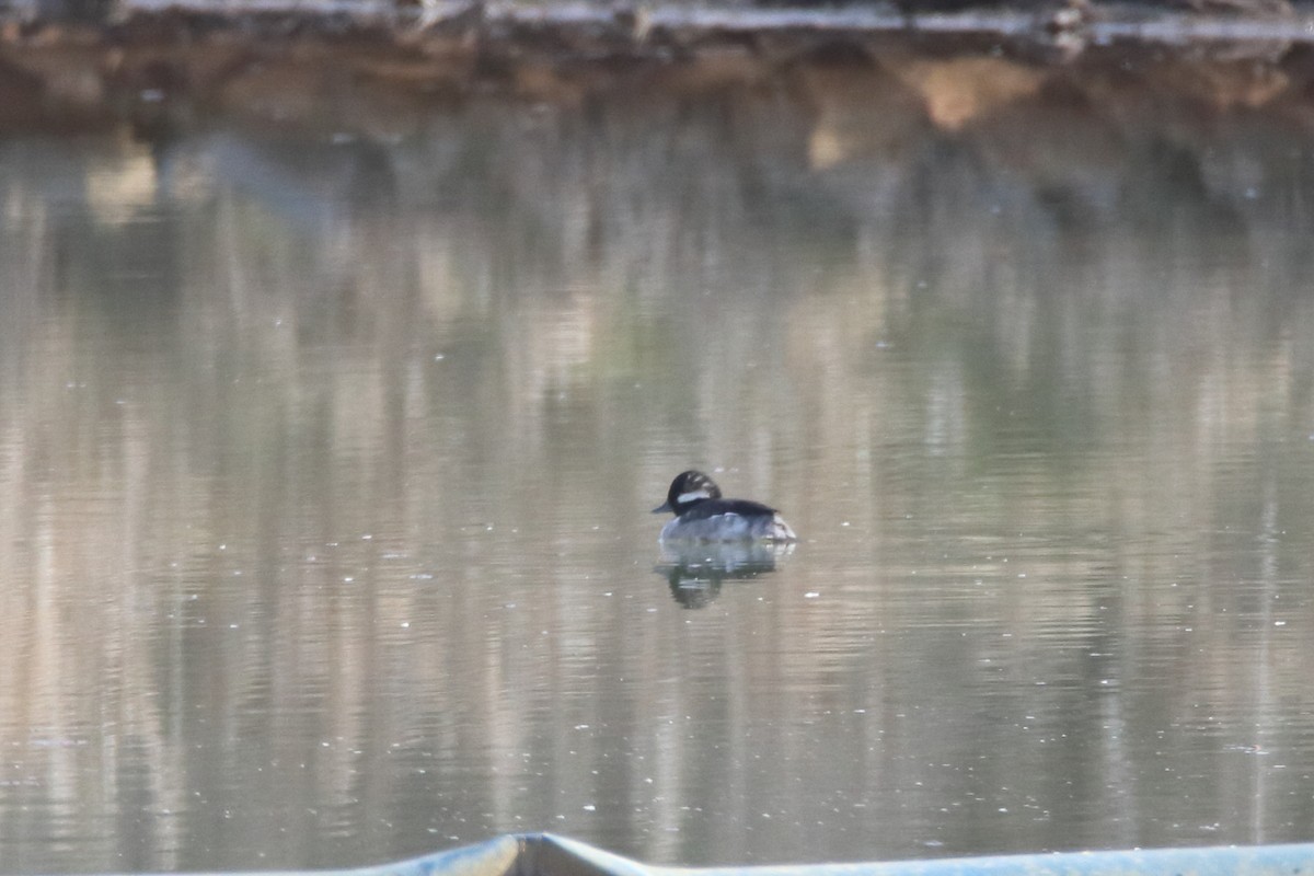 Гоголь малий - ML645760002