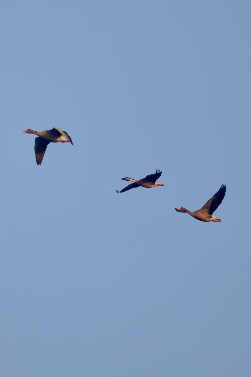 husa labutí - ML645760005