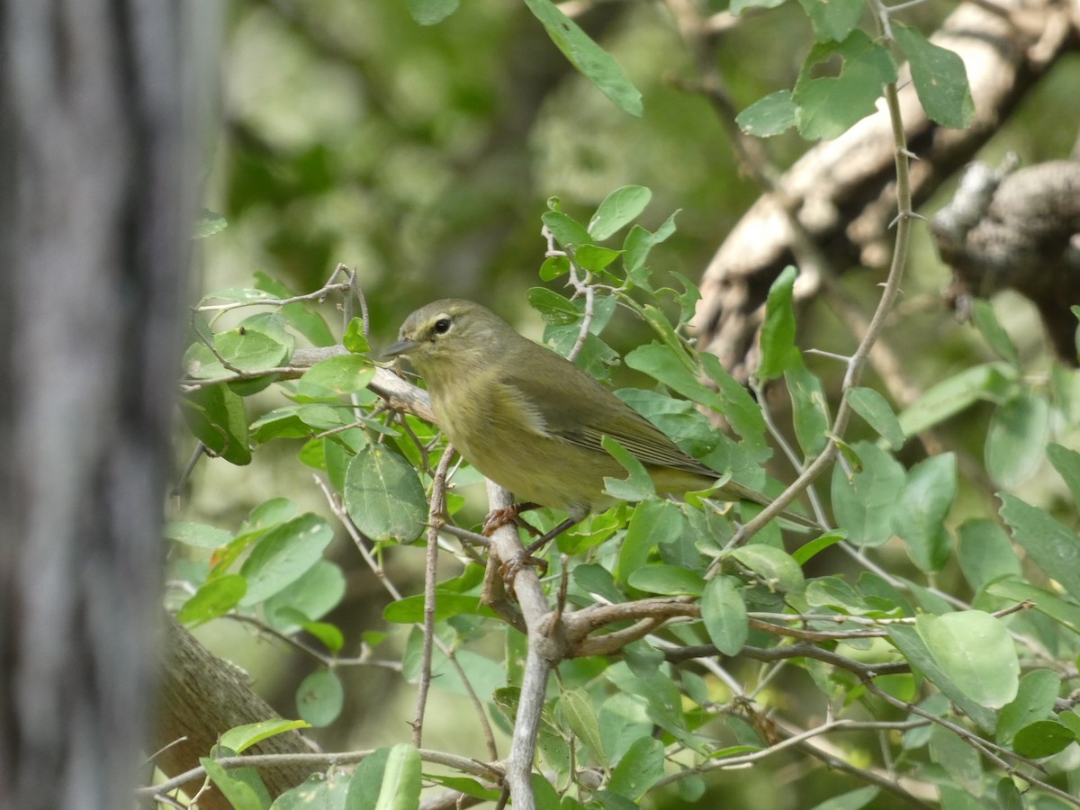 oransjekroneparula - ML645760022