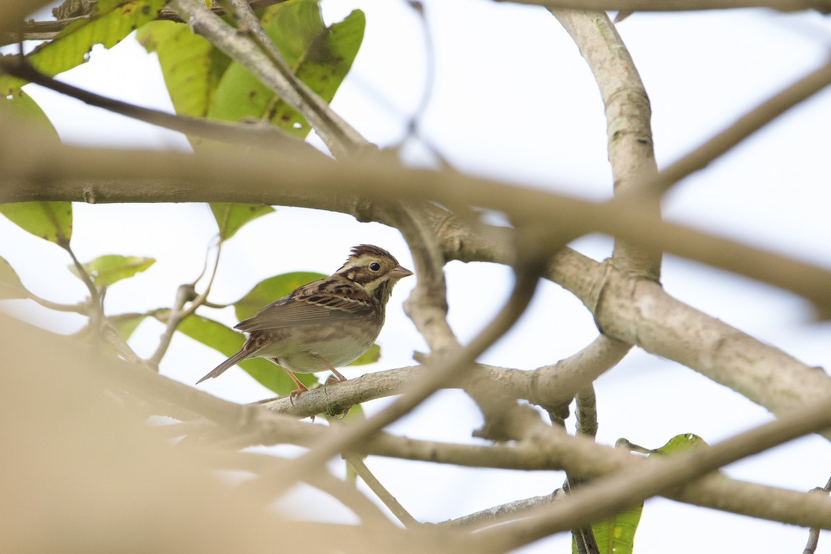 vierspurv - ML645760024