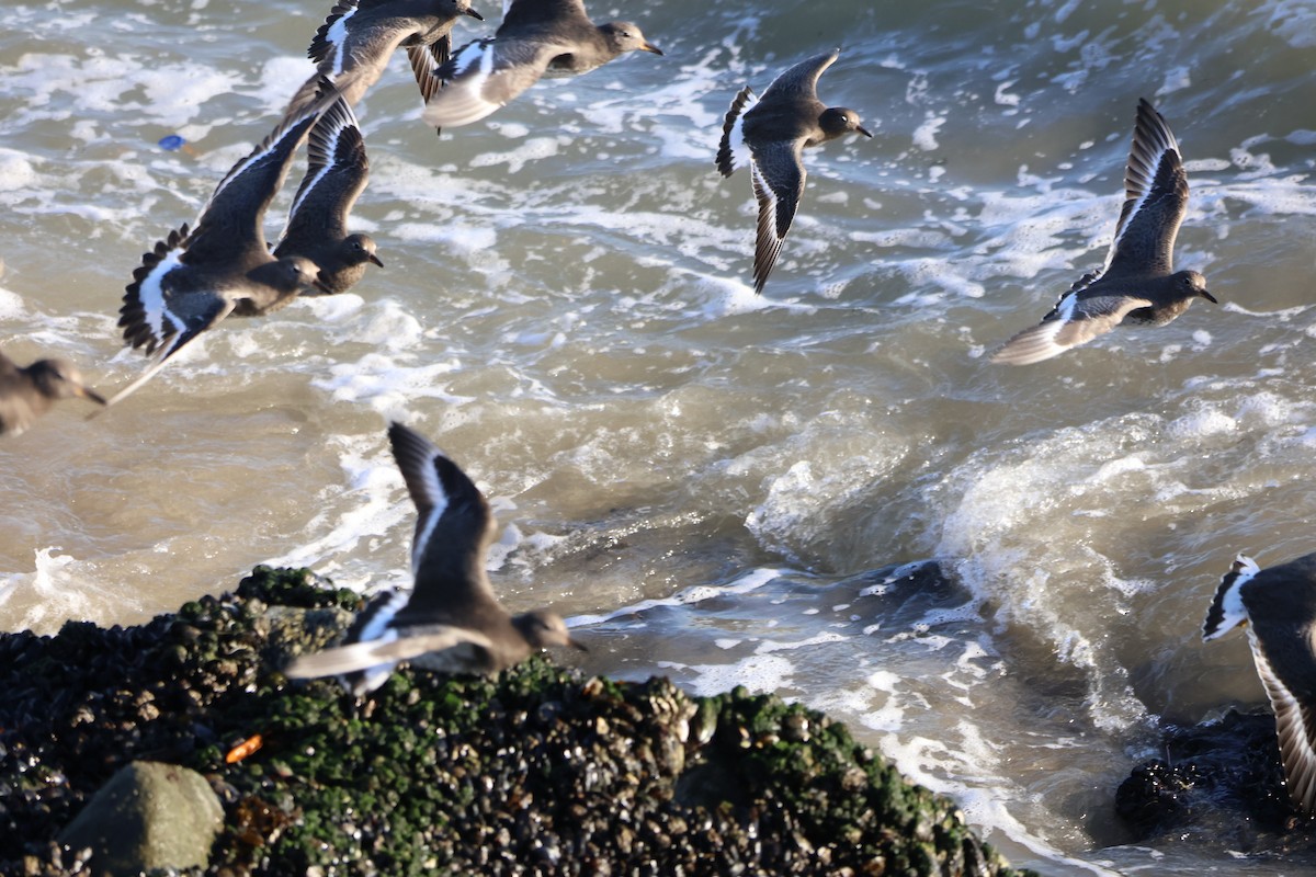 brottsnipe - ML645760028