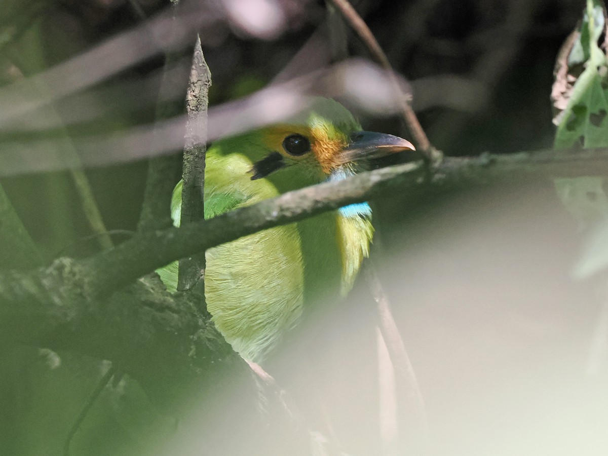 blåstrupemotmot - ML645760030