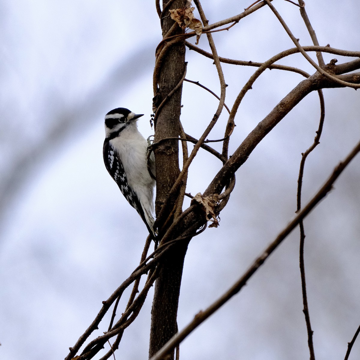 dunspett - ML645760031