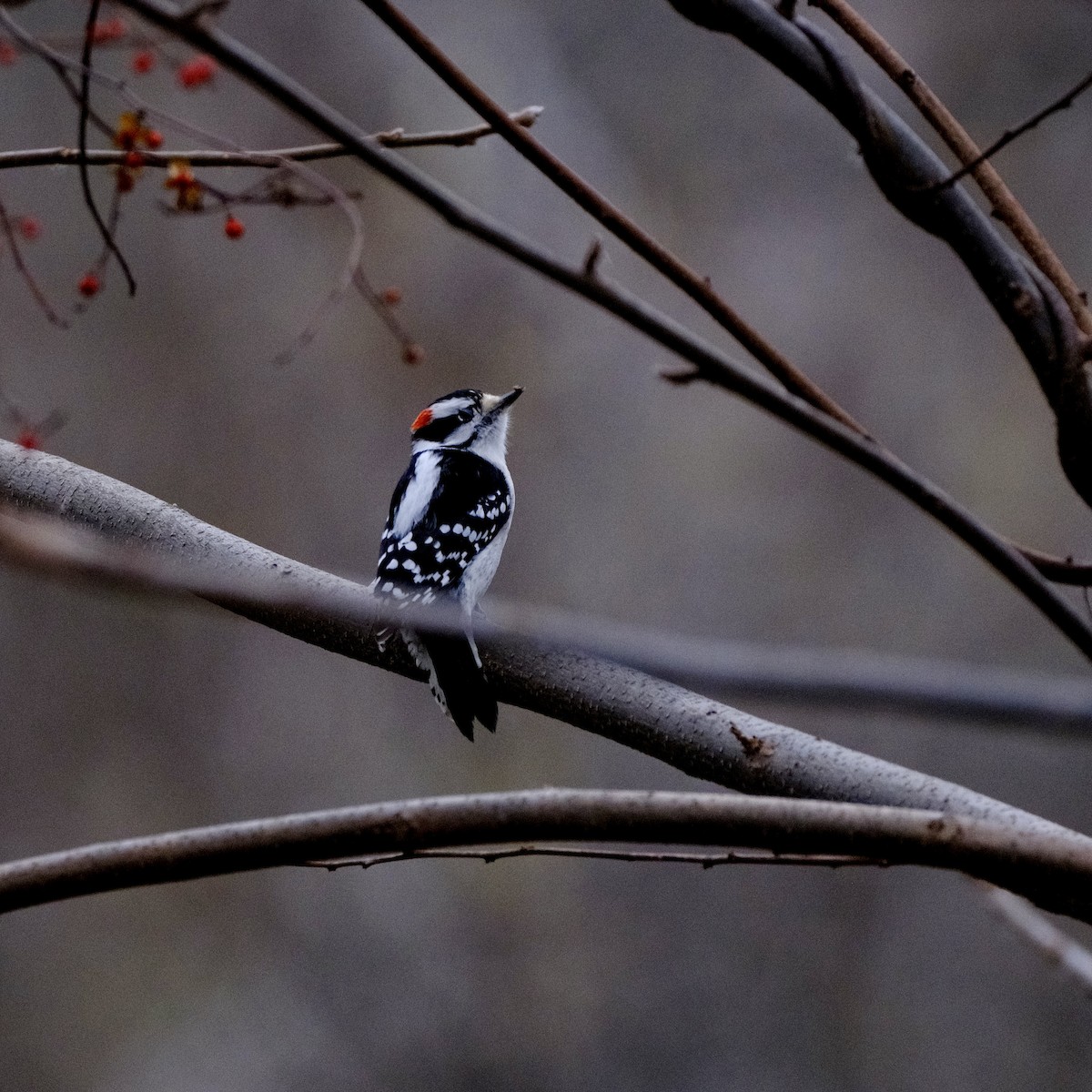 dunspett - ML645760032