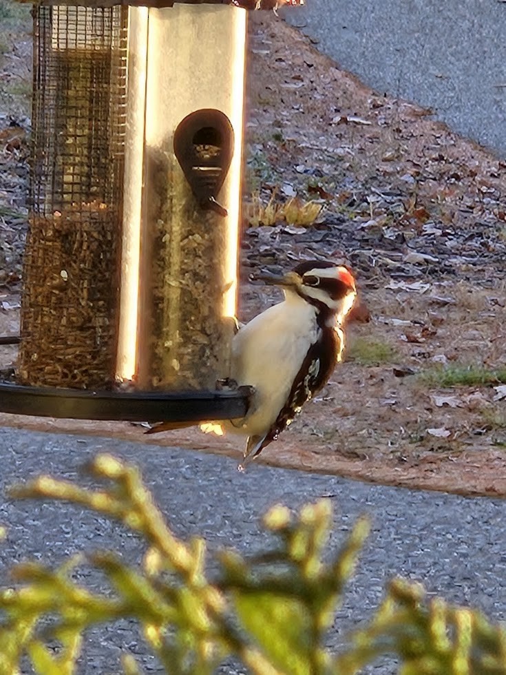 hårspett - ML645760038