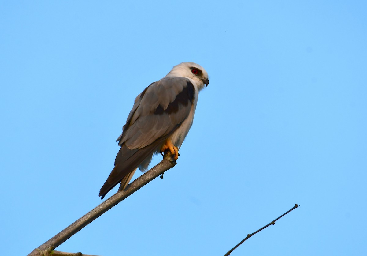 australiaglente - ML645760039