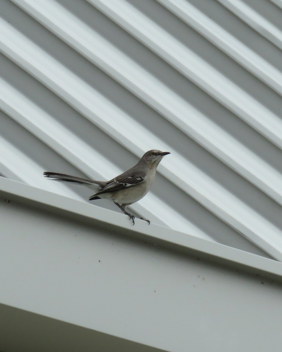 sangspottefugl - ML645760040