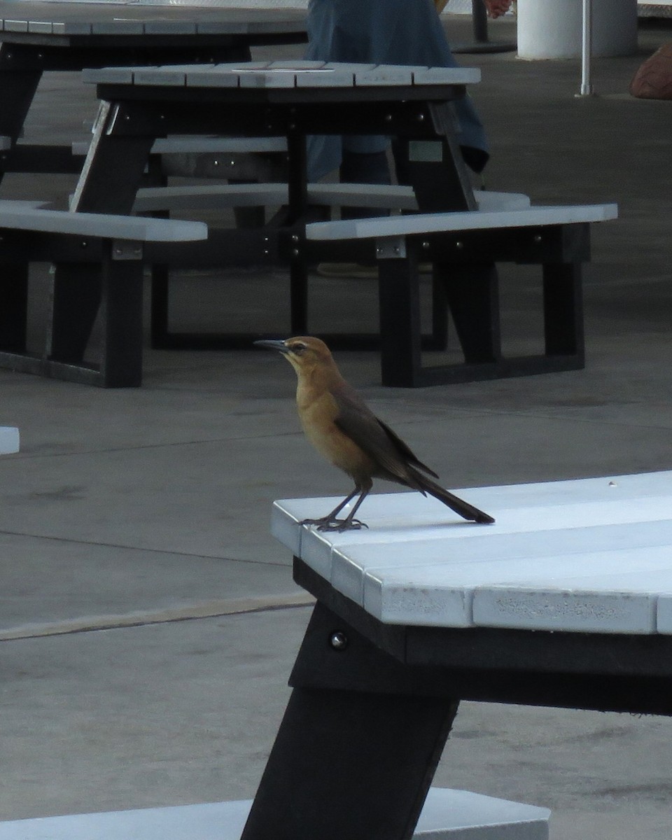 båtstjerttrupial - ML645760041