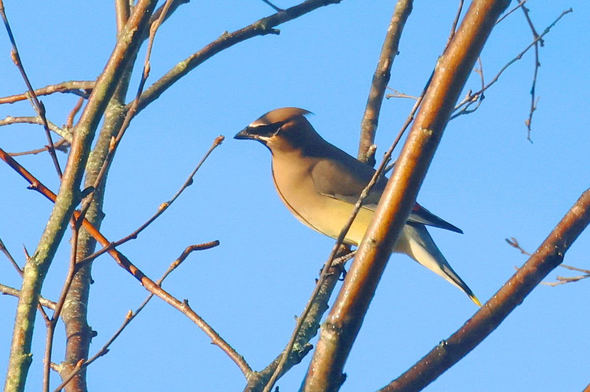 einersidensvans - ML645760043