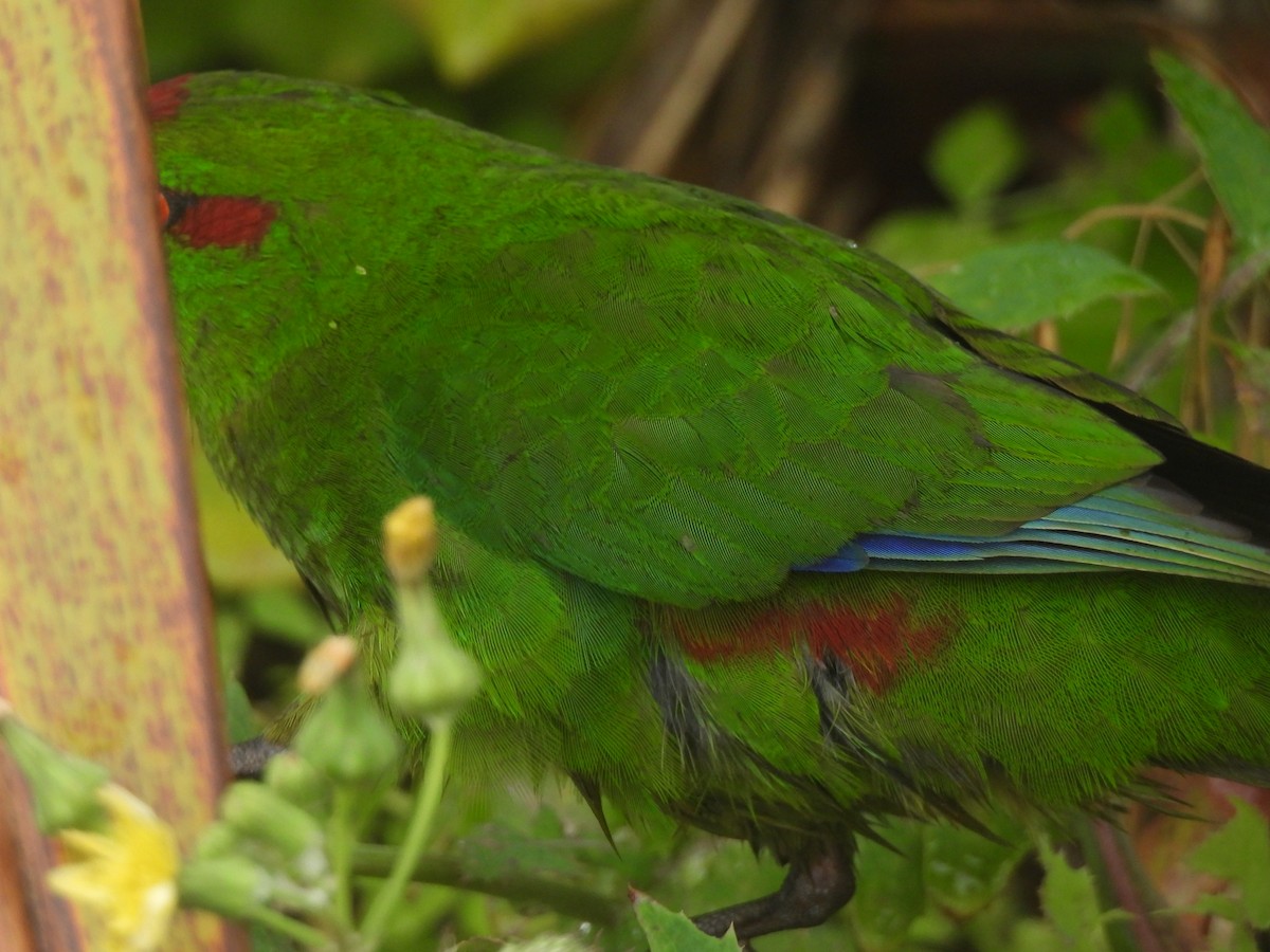 rødkroneparakitt - ML645760044