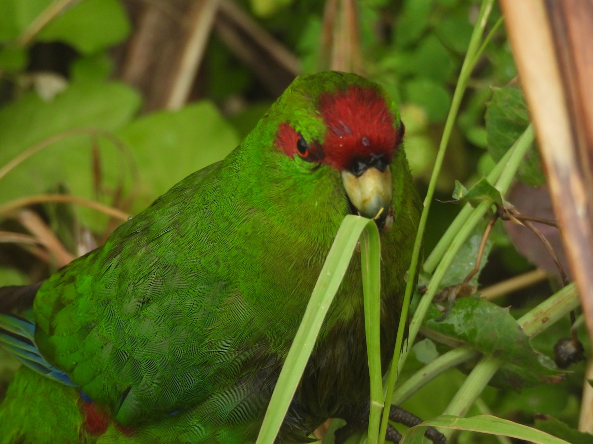 rødkroneparakitt - ML645760045