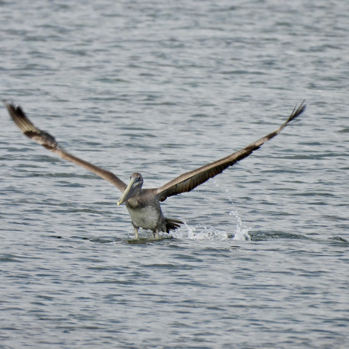 brunpelikan - ML645760046