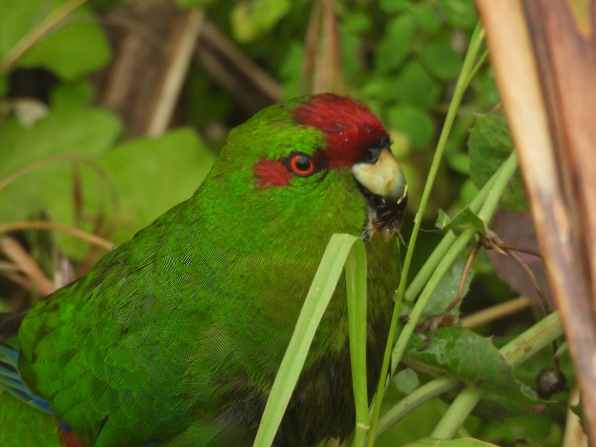 rødkroneparakitt - ML645760047