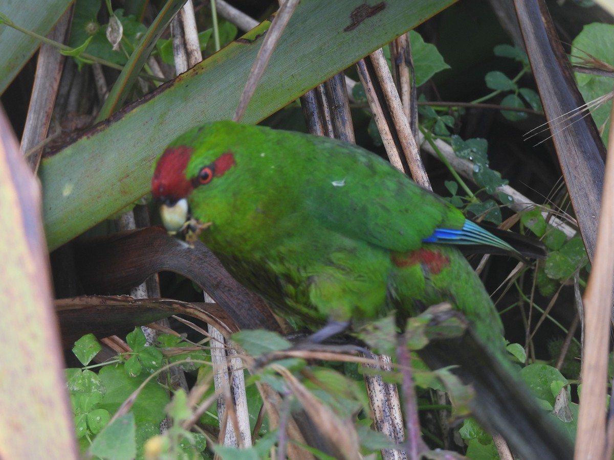 rødkroneparakitt - ML645760048