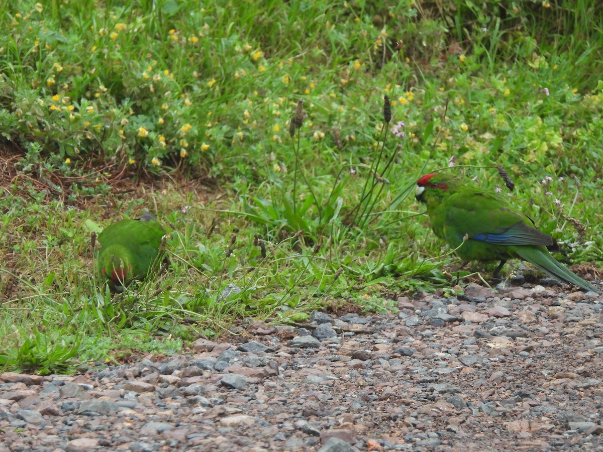 rødkroneparakitt - ML645760049