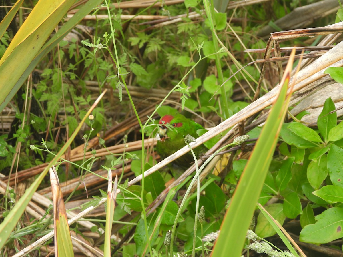 rødkroneparakitt - ML645760050