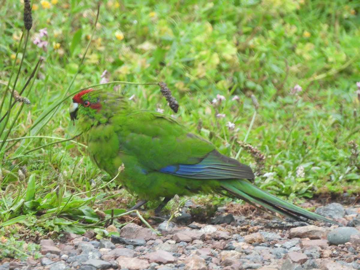 rødkroneparakitt - ML645760051