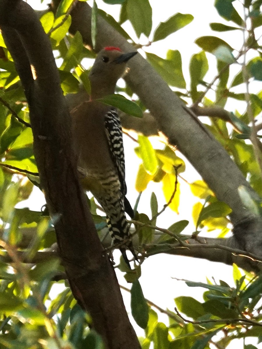 kaktusspett - ML645760052