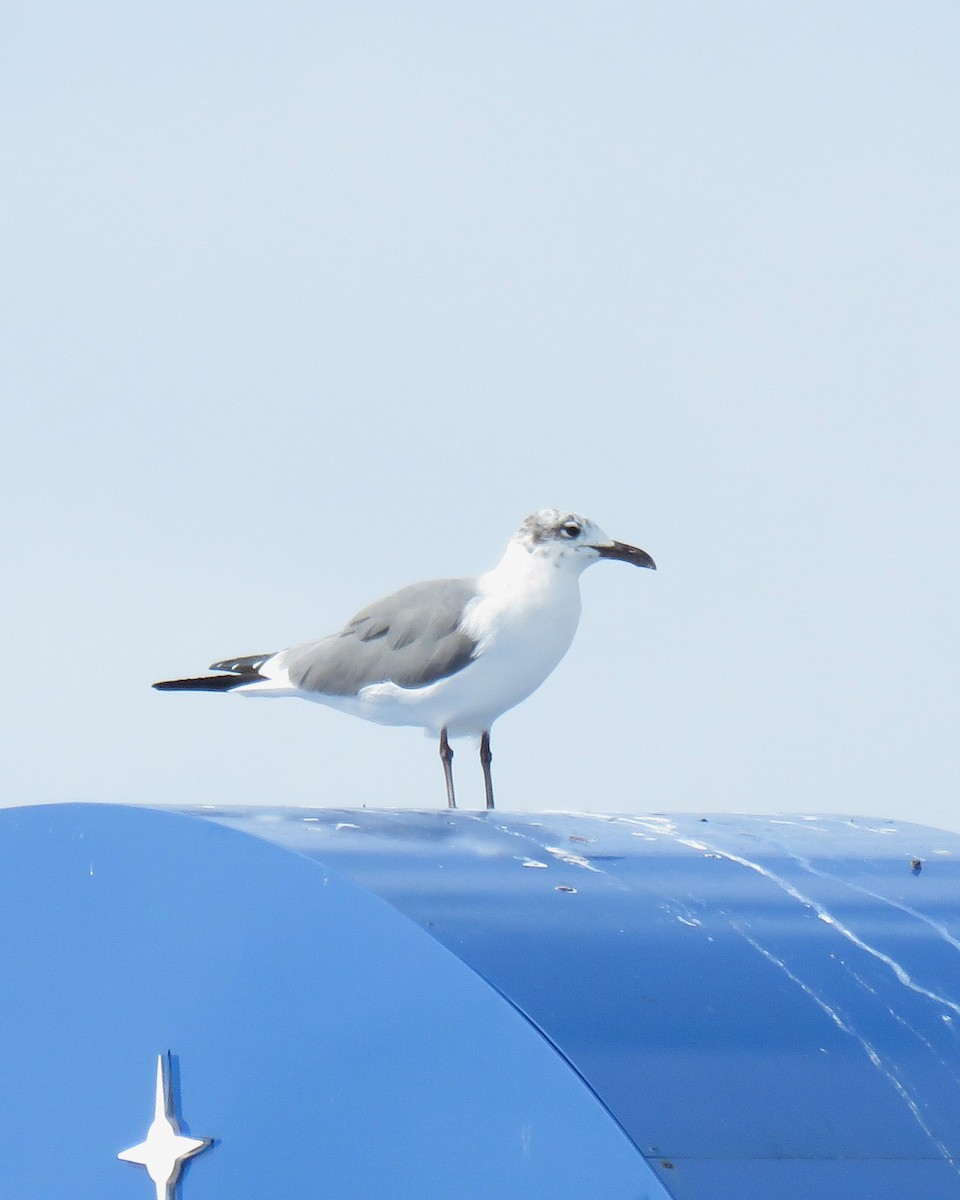 lattermåke - ML645760053