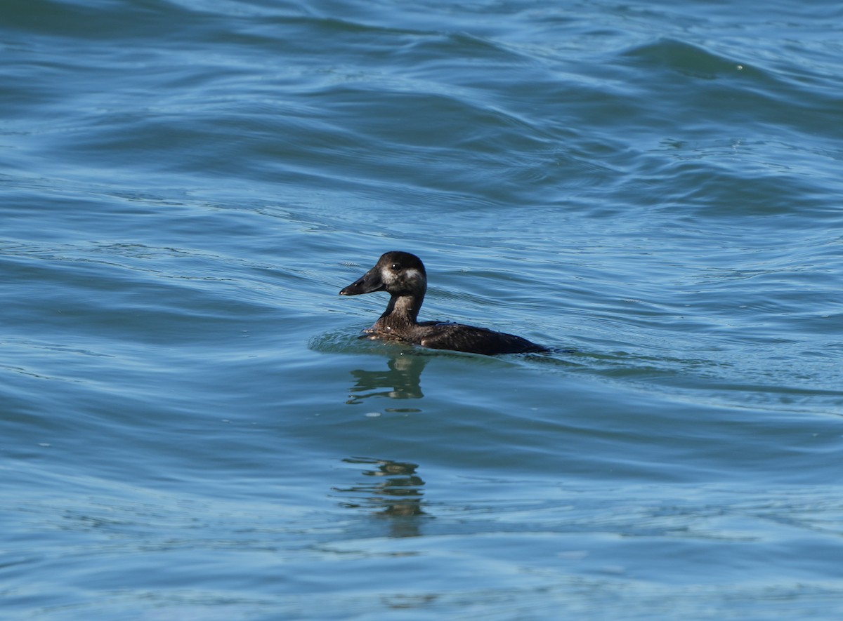 brilleand - ML645760054