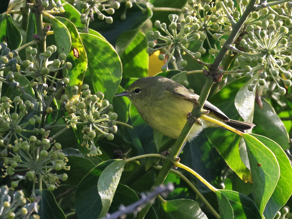 oransjekroneparula - ML645760055