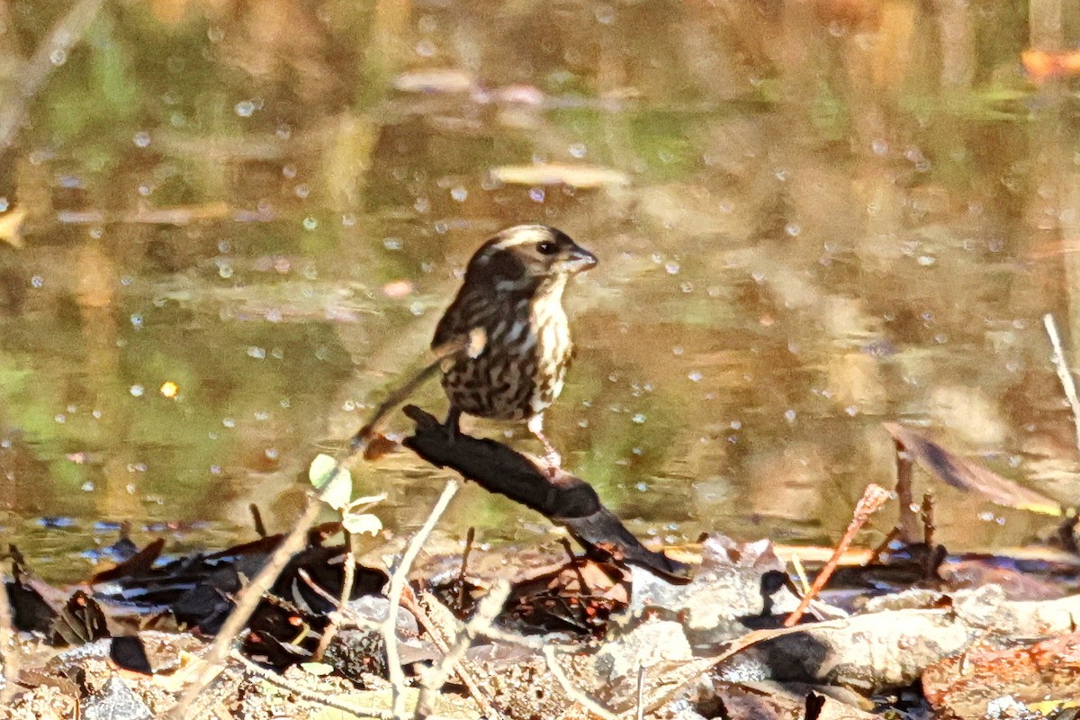 purpurfink - ML645760056