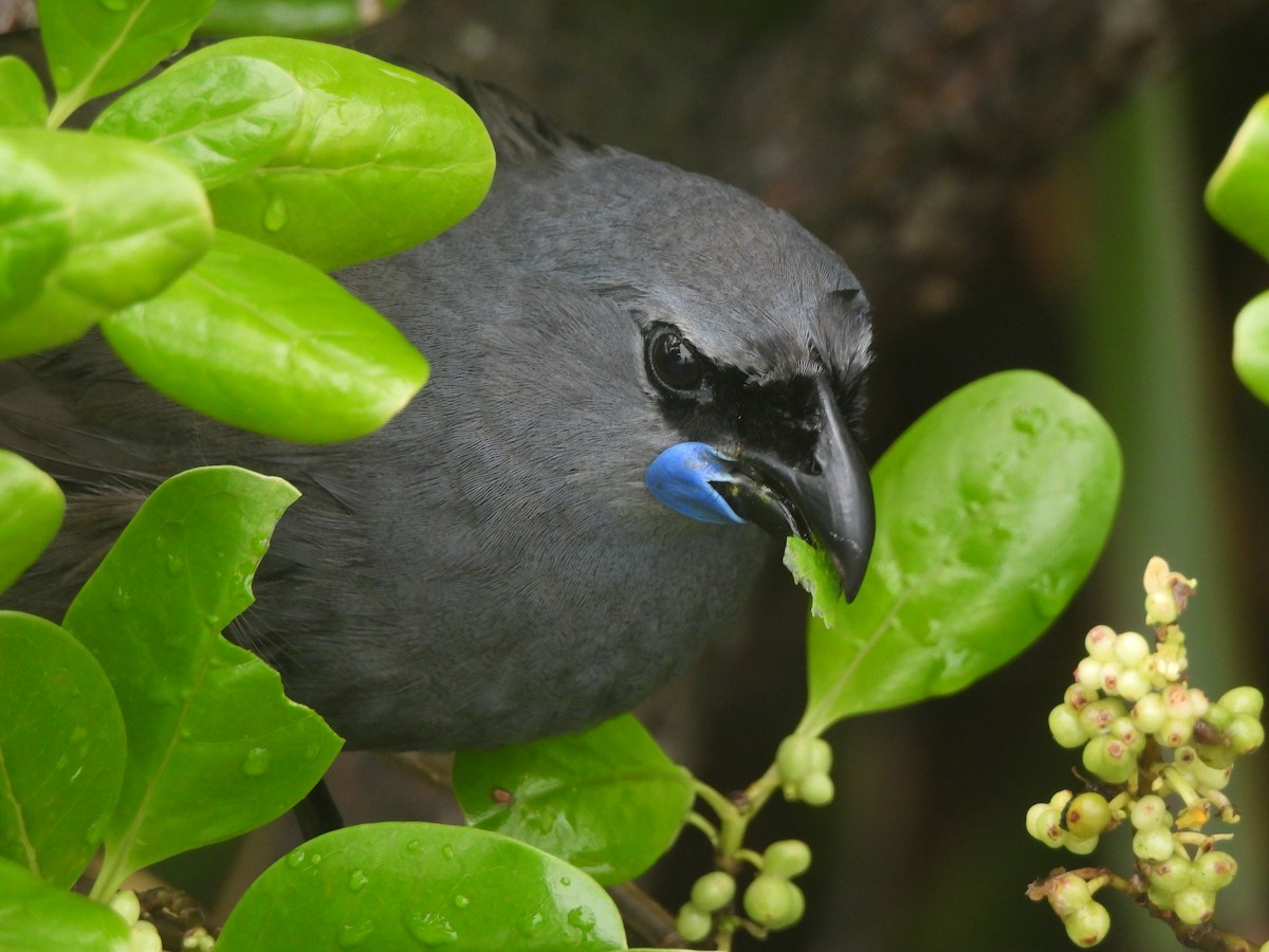 nordkokako - ML645760057