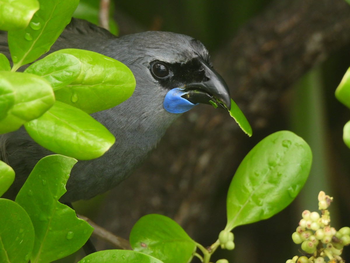 nordkokako - ML645760058