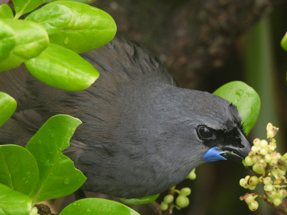 nordkokako - ML645760059