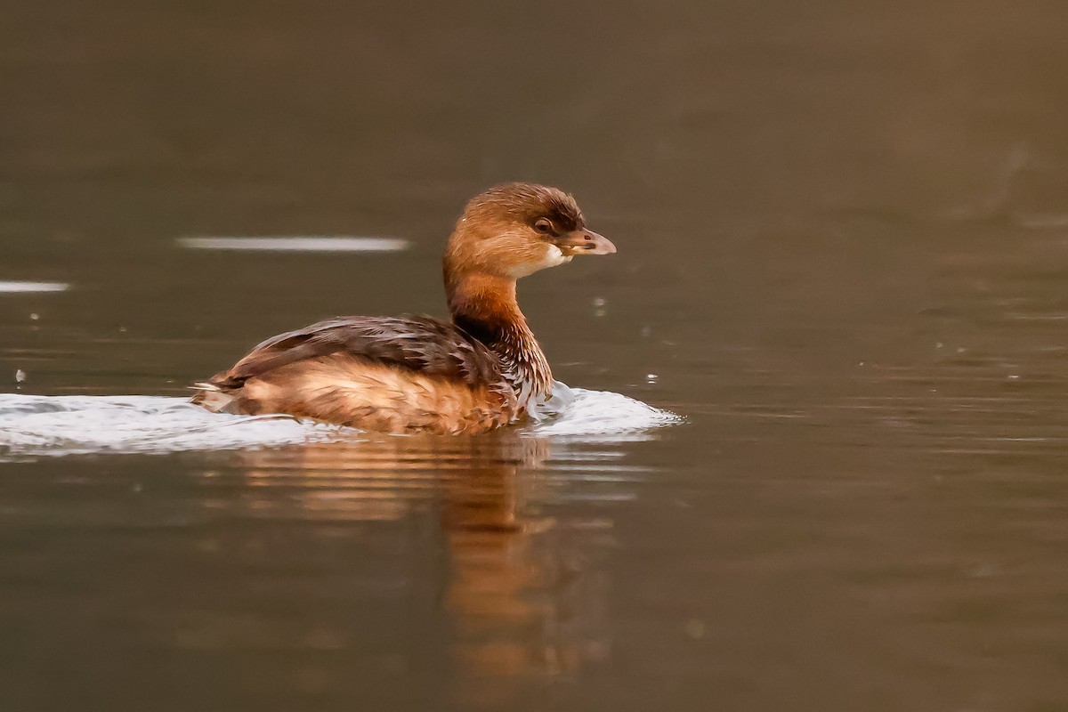 ringnebbdykker - ML645760062