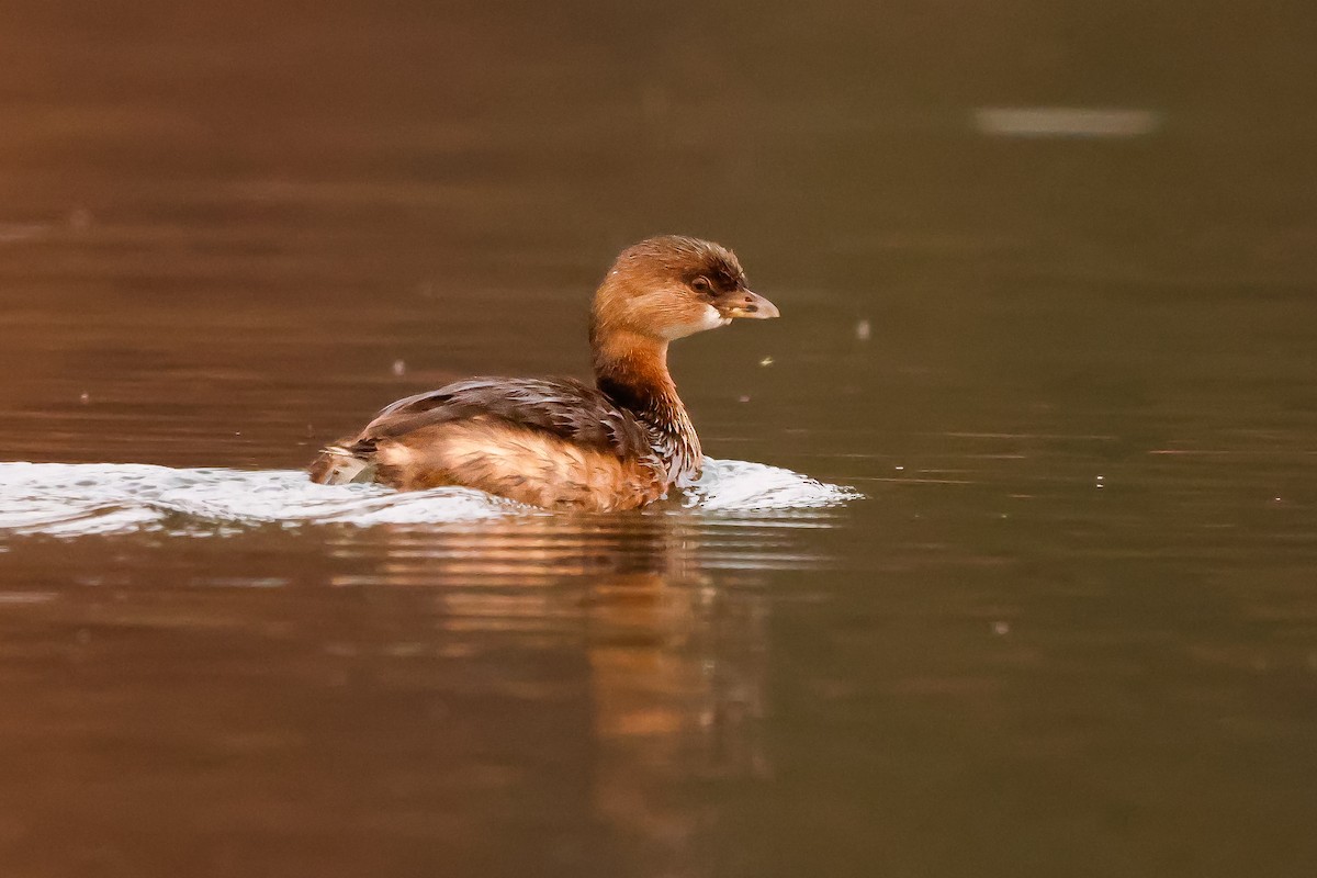 ringnebbdykker - ML645760063