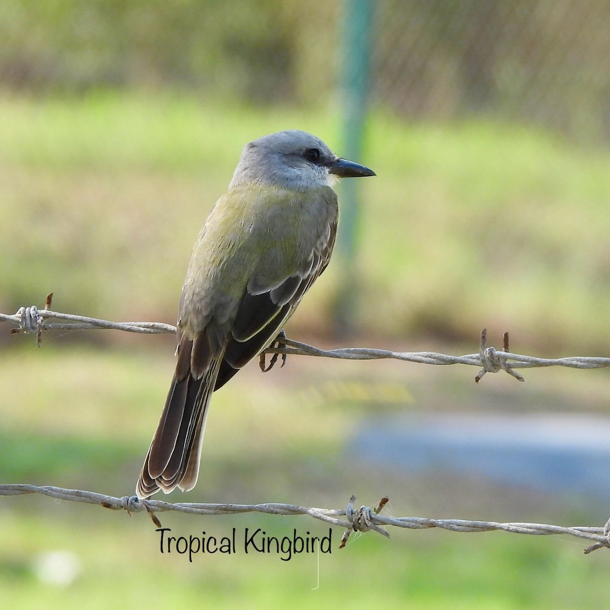 Tropical Kingbird - ML645760076