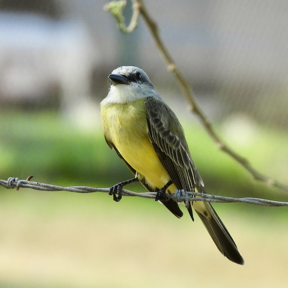 Tropical Kingbird - ML645760078