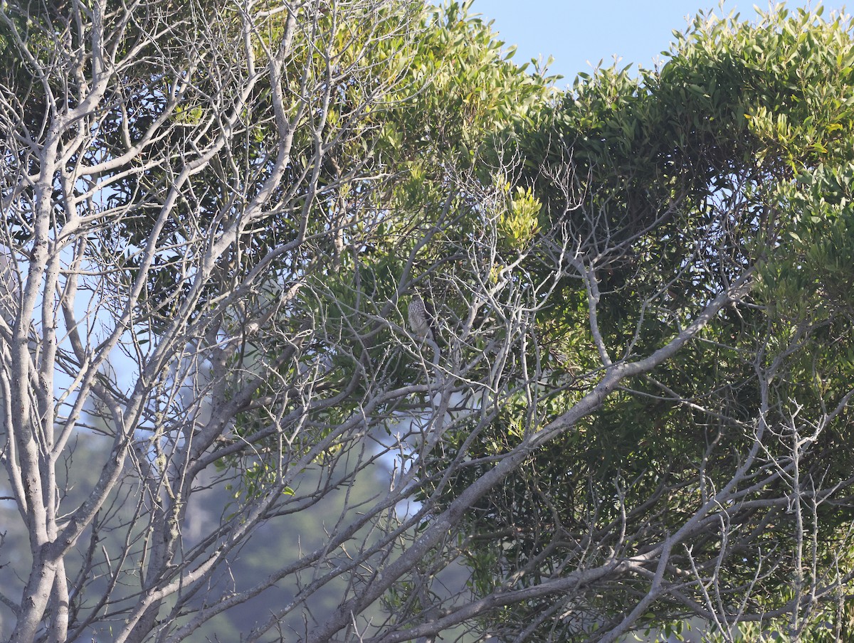 Sharp-shinned Hawk - ML645760080