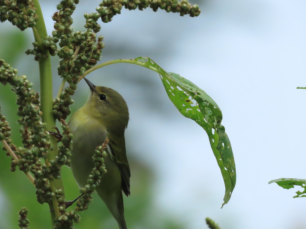 Tennesse Ötleğeni - ML645760081