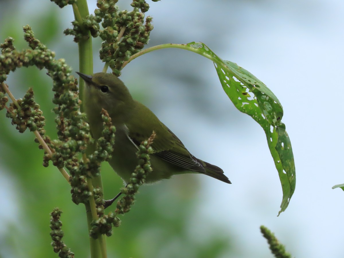 Tennesse Ötleğeni - ML645760082