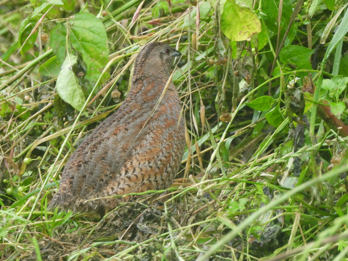 Brown Quail - ML645760083