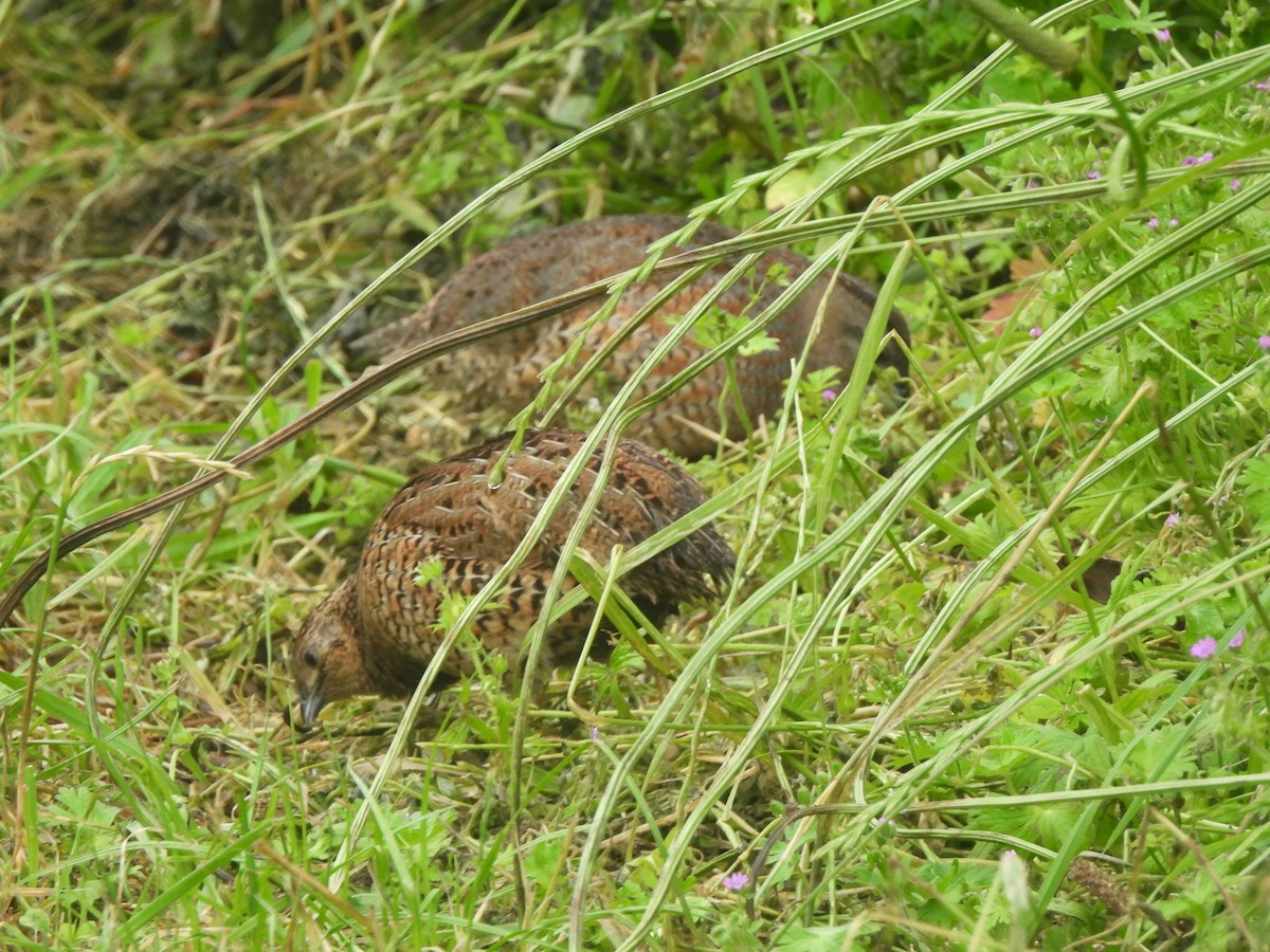 Brown Quail - ML645760084