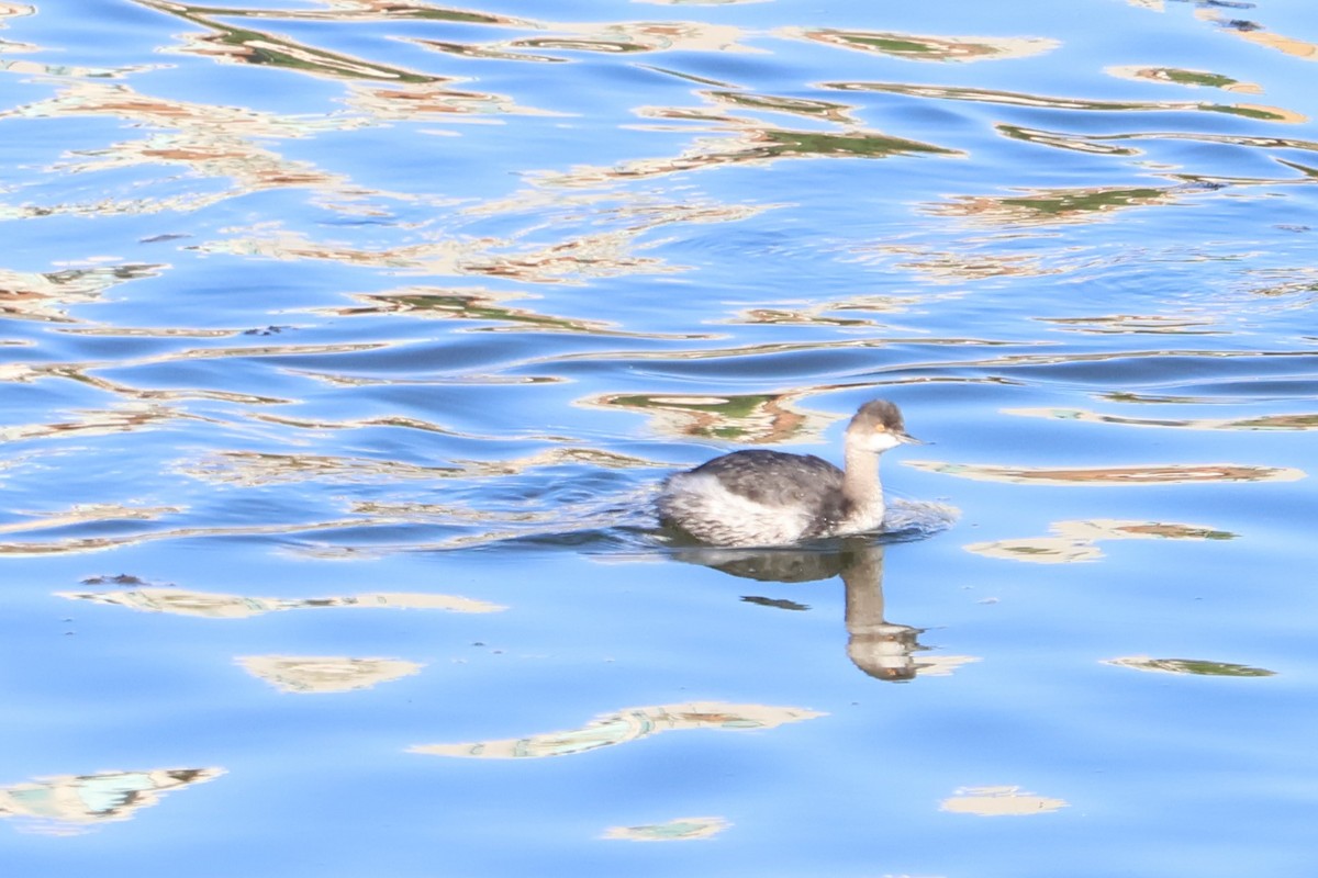 Eared Grebe - ML645760101