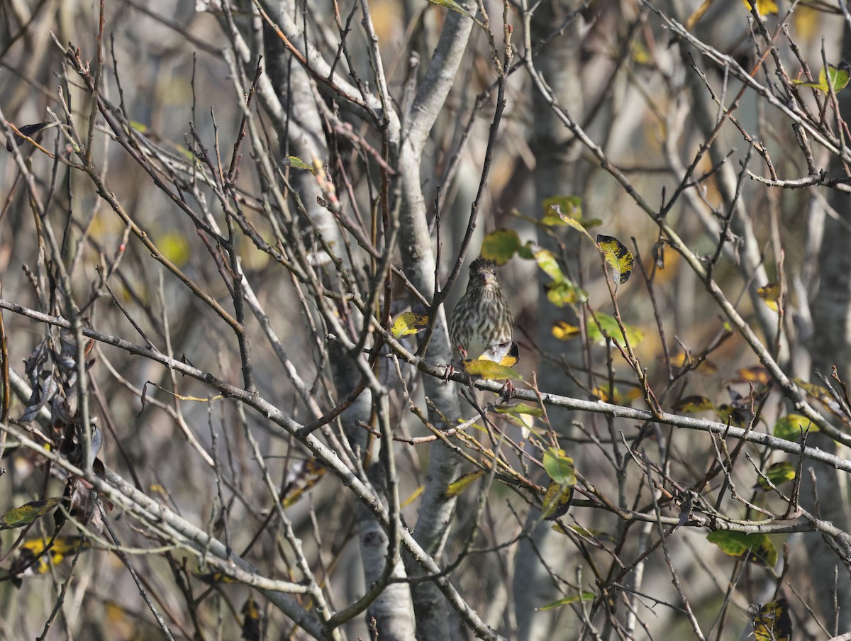 Purple Finch - ML645760114