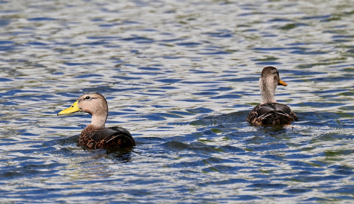 kachna mexická - ML645760118