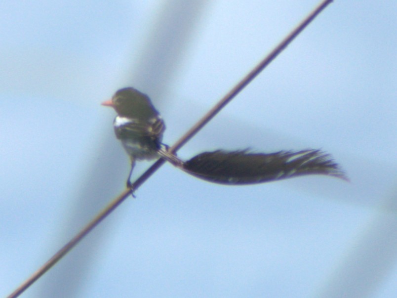 Strange-tailed Tyrant - ML645760130