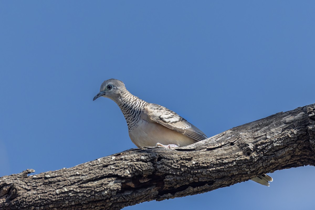 Peaceful Dove - ML645760132