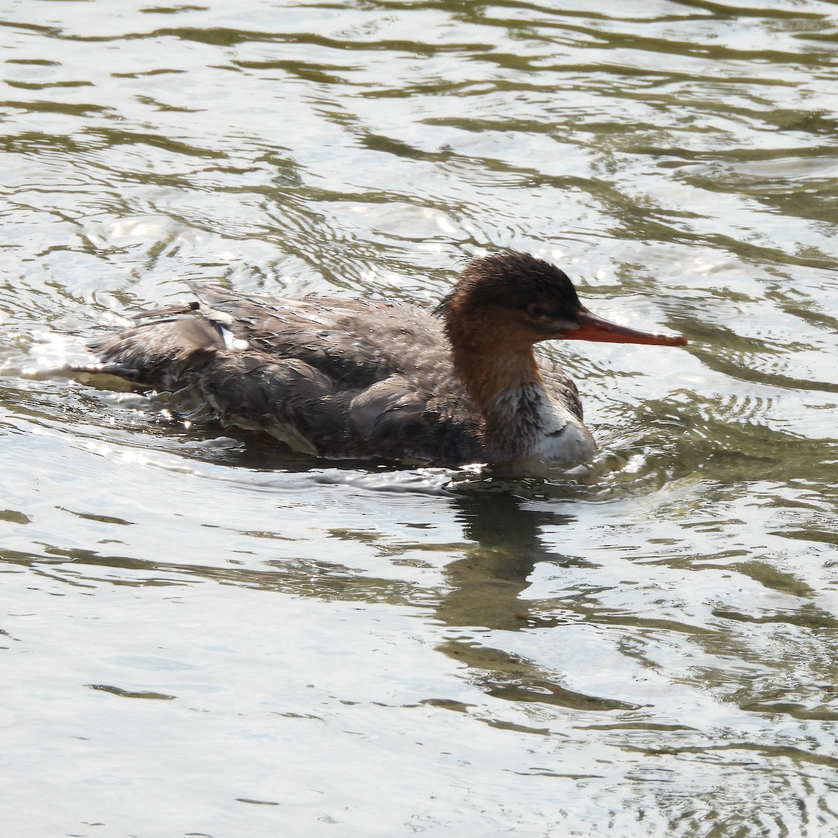 Сэвгэр бохио - ML645760134