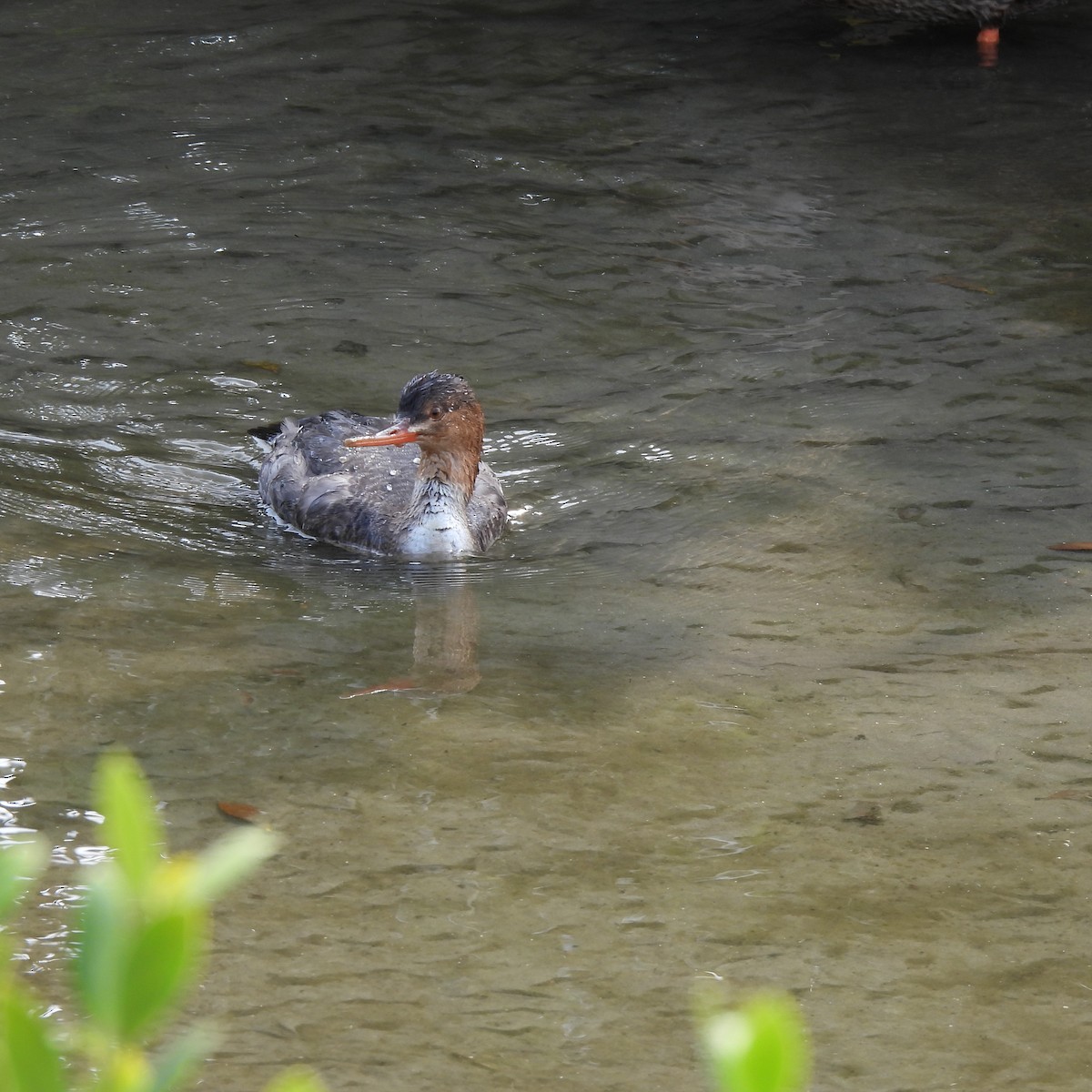 Сэвгэр бохио - ML645760135