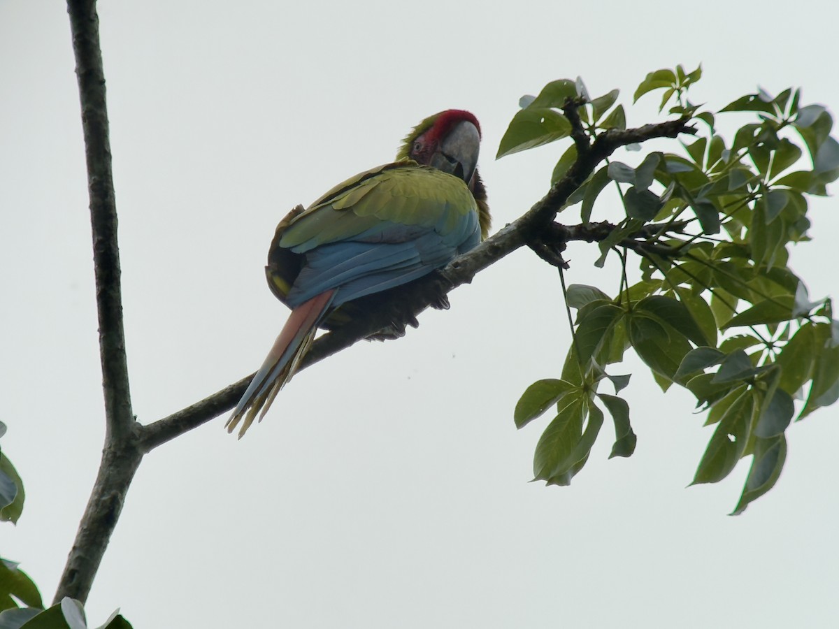 Great Green Macaw - ML645760141