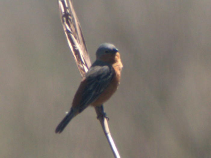 Tawny-bellied Seedeater - ML645760147